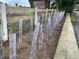 Bareroot Hedging