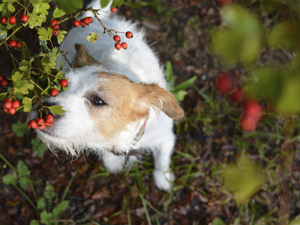 Dog smelling rowan berries