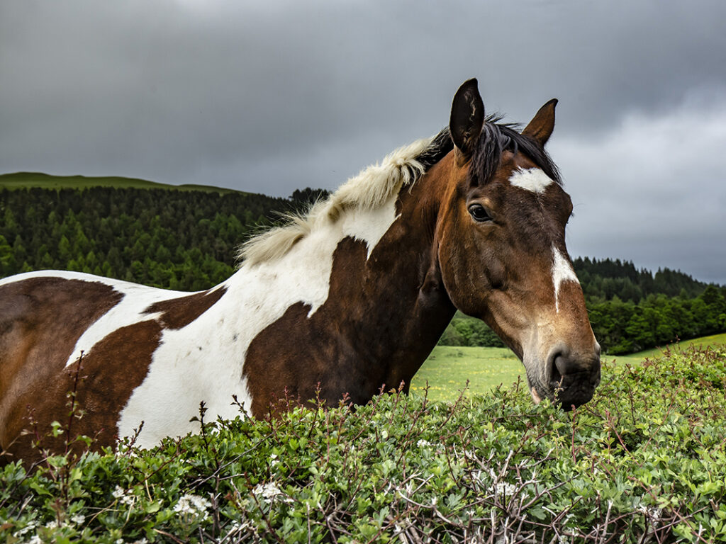 Horse next to country hedge
