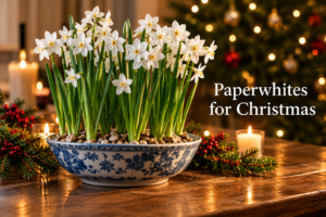 Paperwhite Daffodils in a Bowl for Christmas Decorations